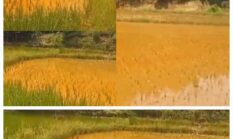 Tangisan Warga Tegal Wangi pecah!! Lahan Persawahan Tercemar Limbah B3, Pemilik Lahan Tuntut Pertanggung jawaban PT Mikie Oleo Nabati Industri