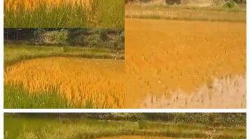 Tangisan Warga Tegal Wangi pecah!! Lahan Persawahan Tercemar Limbah B3, Pemilik Lahan Tuntut Pertanggung jawaban PT Mikie Oleo Nabati Industri